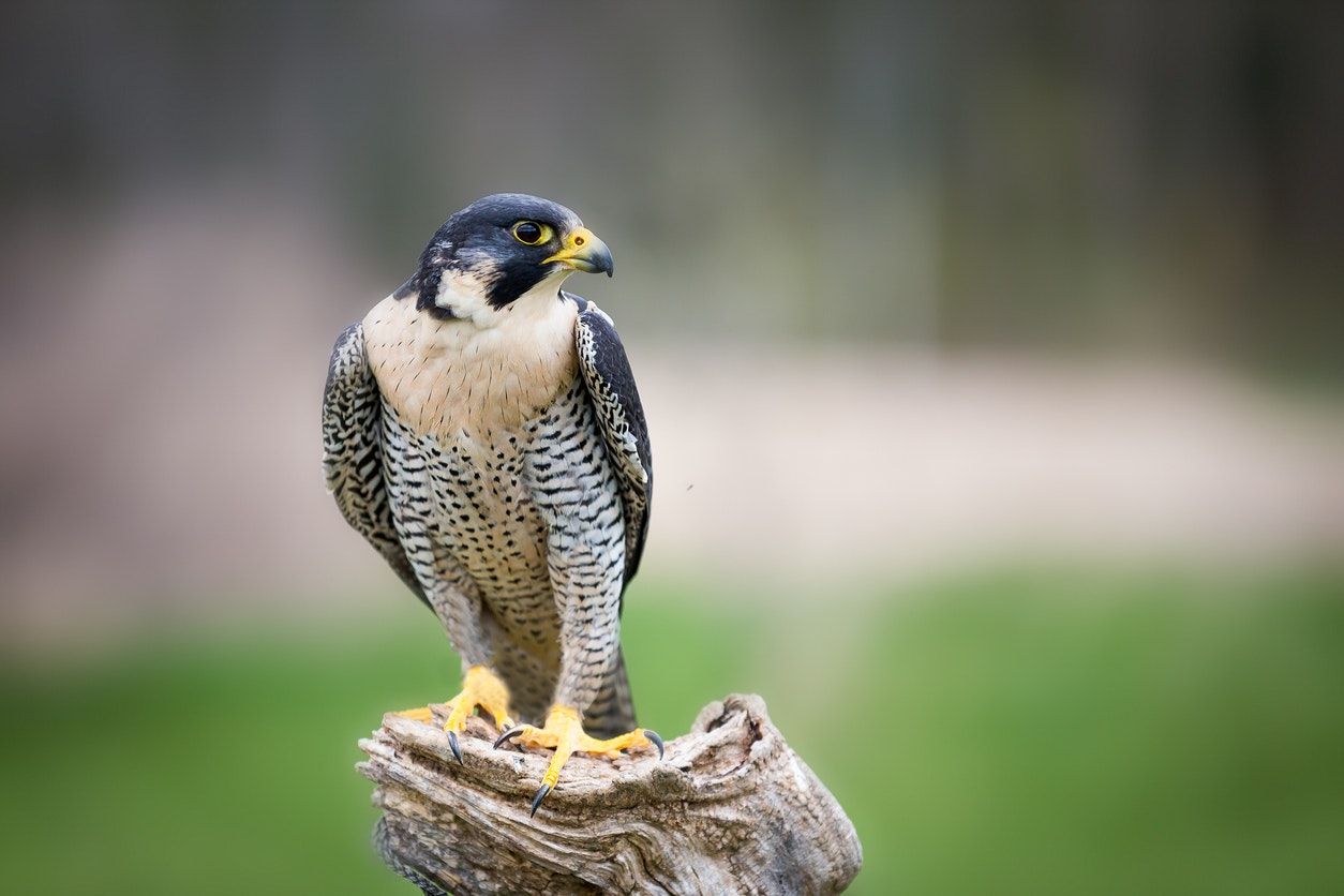 Falconry Cocktail Hour